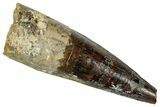Bargain, Fossil Spinosaurus Tooth - Real Dinosaur Tooth #326265-1